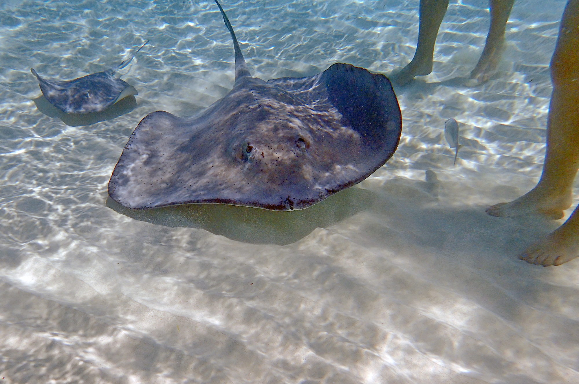Trnucha americká s turisty na Kajmanských ostrovech.