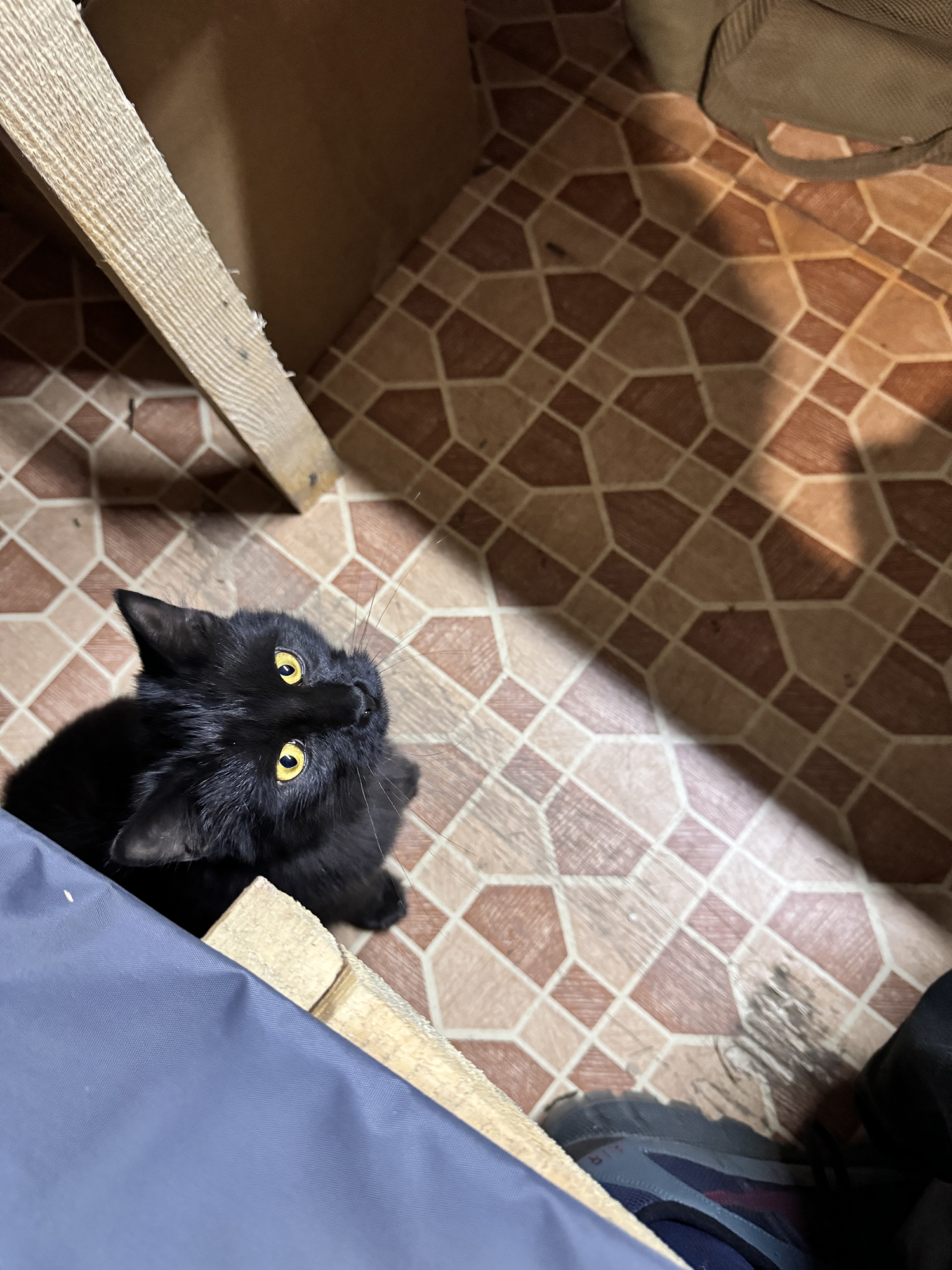 Snad každá jednotka má své kočky. Zůstaly tu po odchodu lidí na západ. 