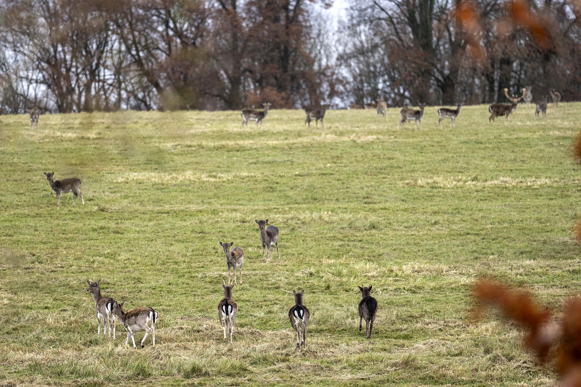 Daněk na Svitavsku ještě před čtyřiceti lety nežil vůbec, zdejší myslivci se ho rozhodli tu vysadit na konci 80. let, aby místní krajinu oživil.