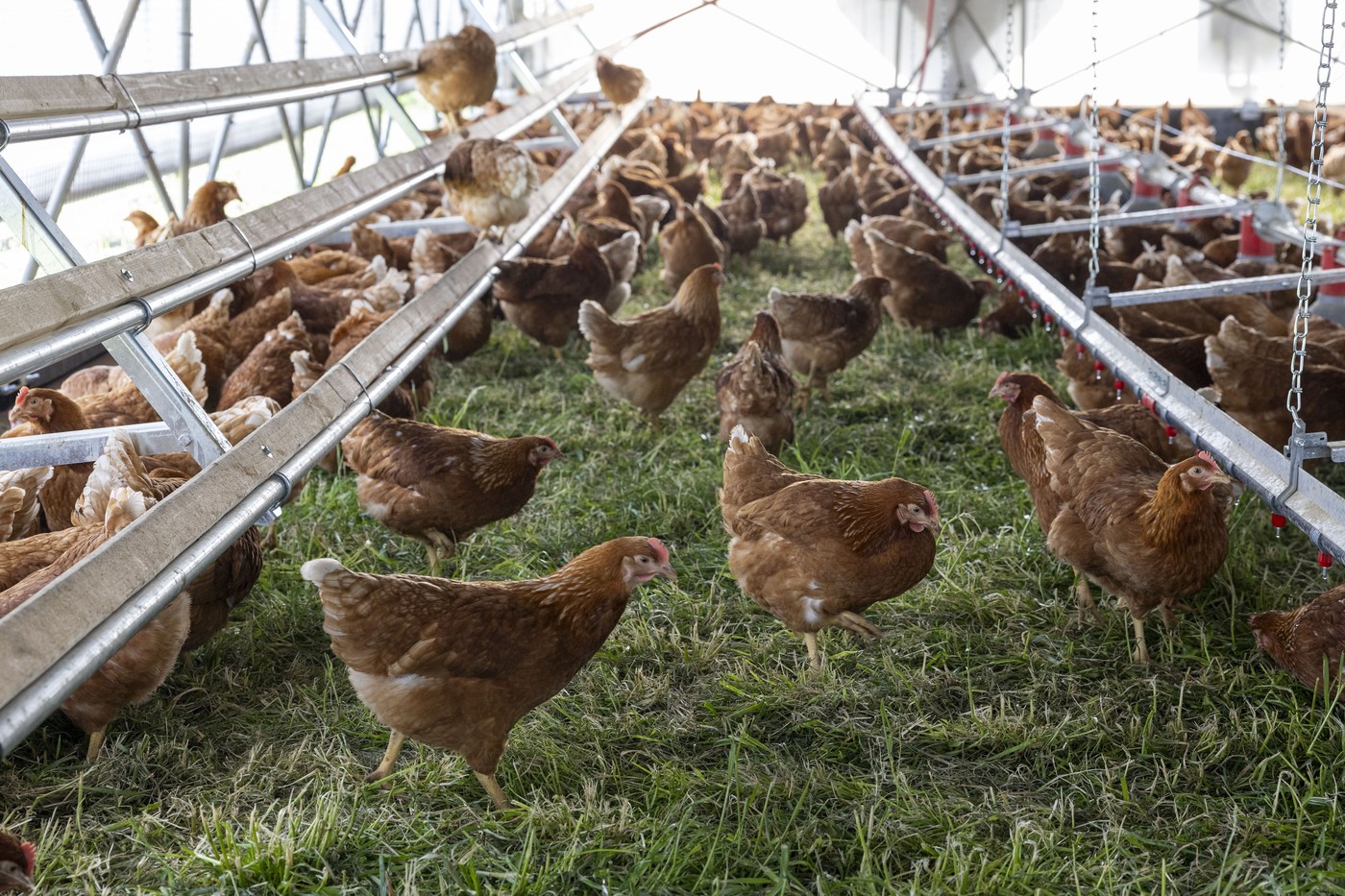 Moderní farmaření: Kurník řízený mobilem produkuje tisíce vajec