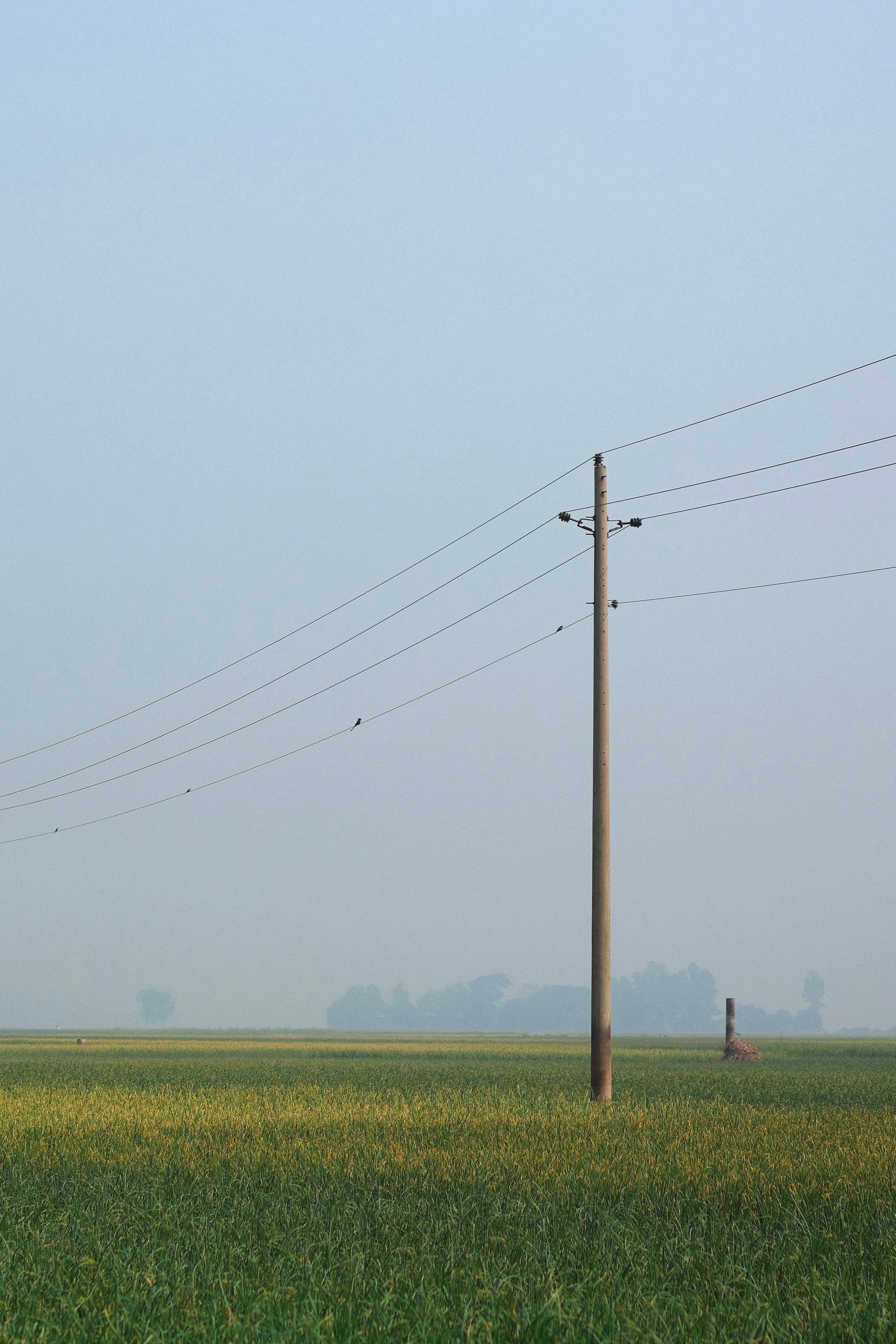 Vědci propojili na pomoc zemědělcům senzory v porostu s umělou inteligencí