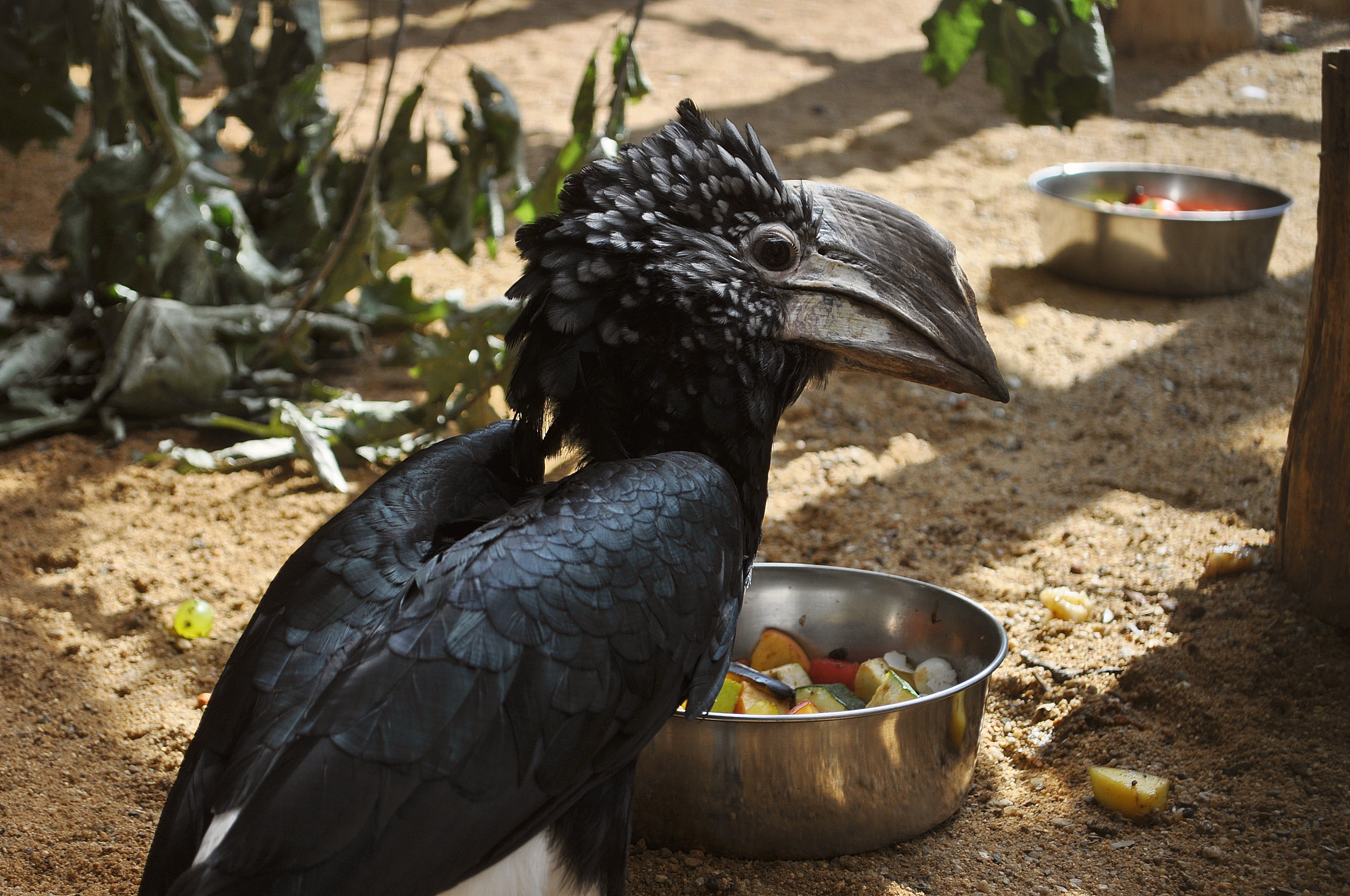 Děčínská zoo začala chovat africké zoborožce šedolící, chce se pokusit o odchov