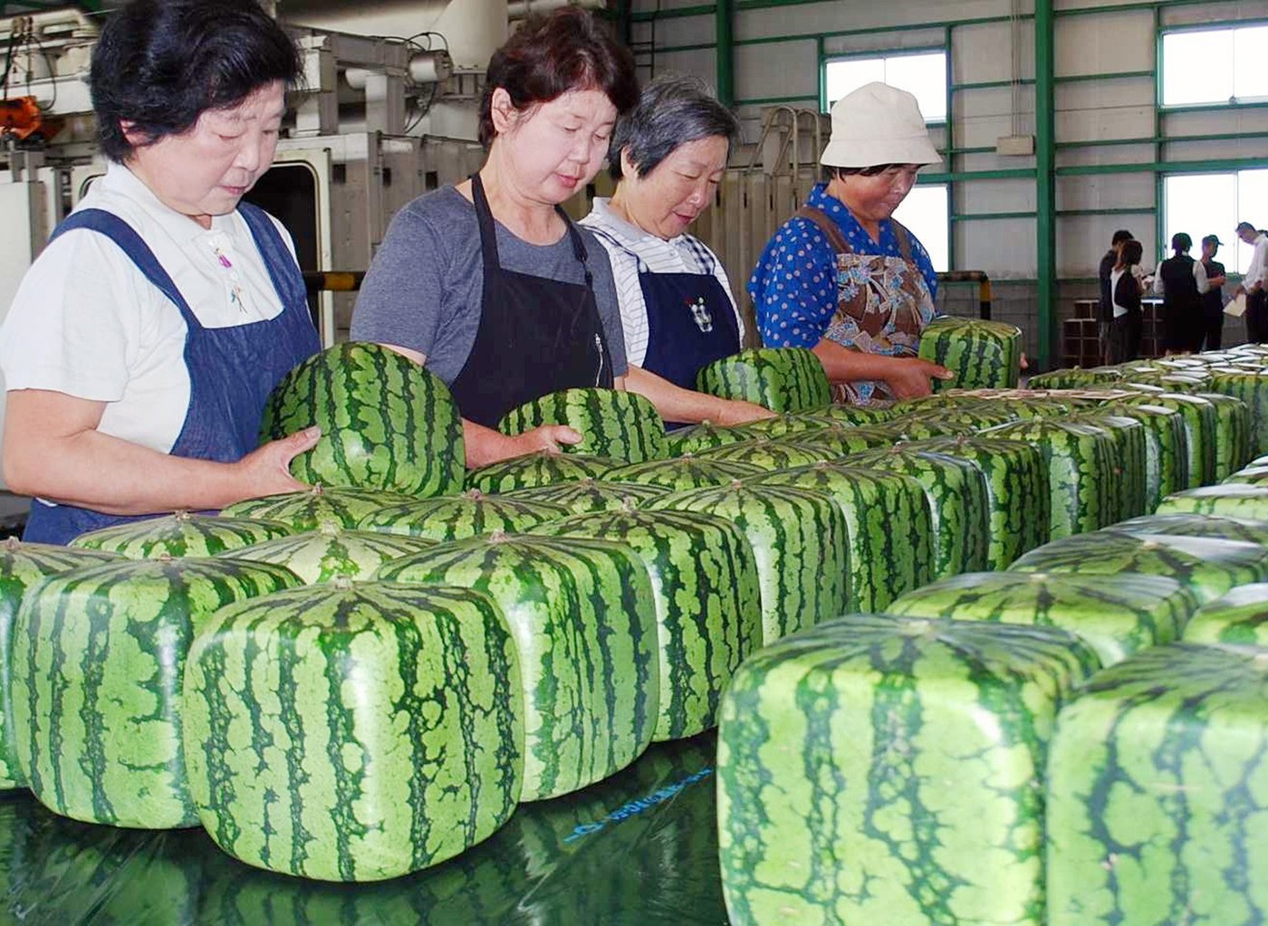 Od snahy o skladnost k dekoraci: Fenomén hranatých melounů v Japonsku pokračuje