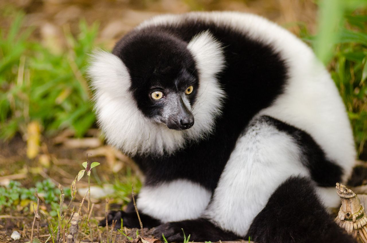 Úspěšný experiment v Zoo Praha: Dva druhy lemurů obývají společný výběh