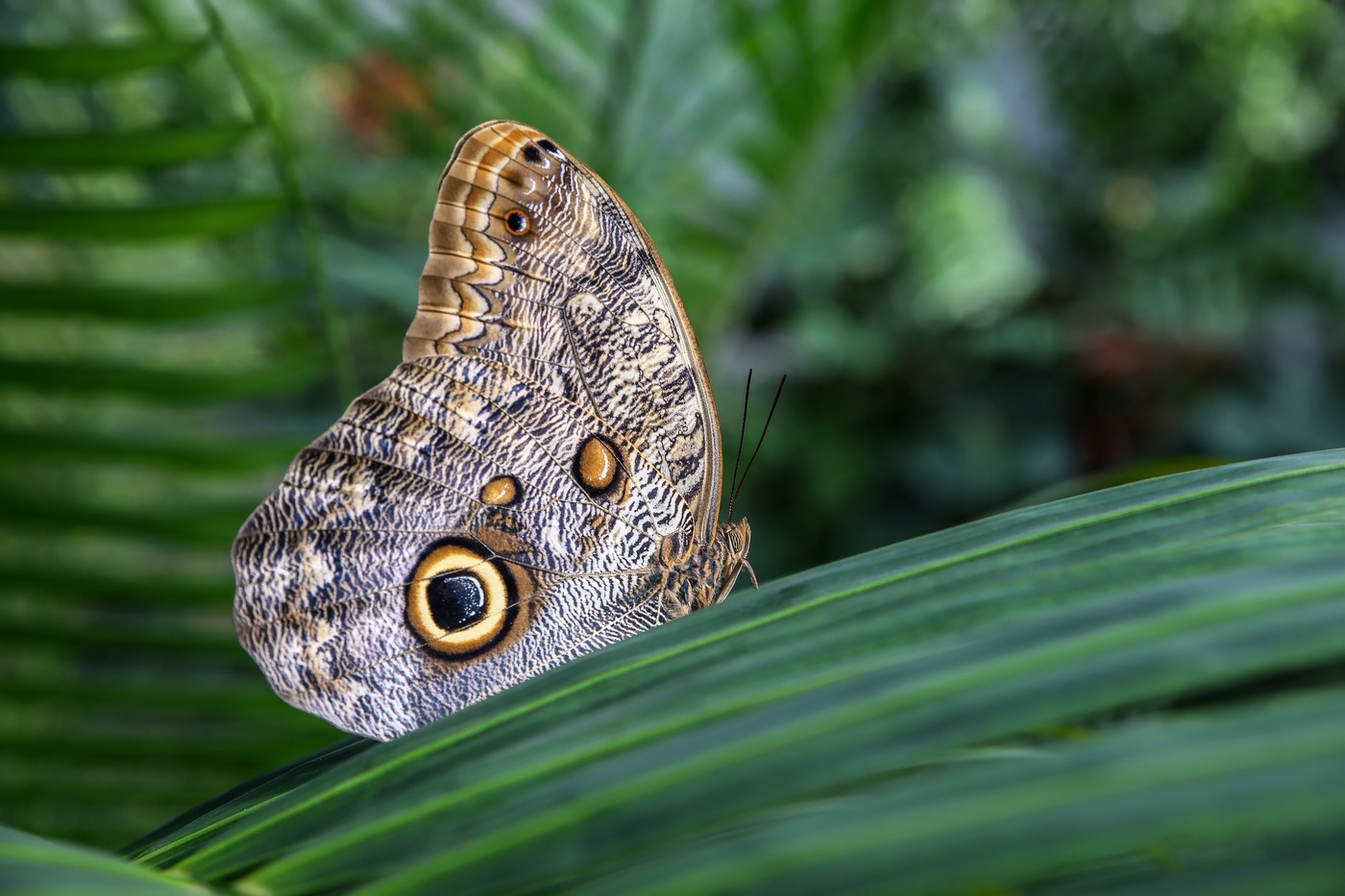 Botanická zahrada v Brně láká na kvetoucí orchideje a tropické motýly