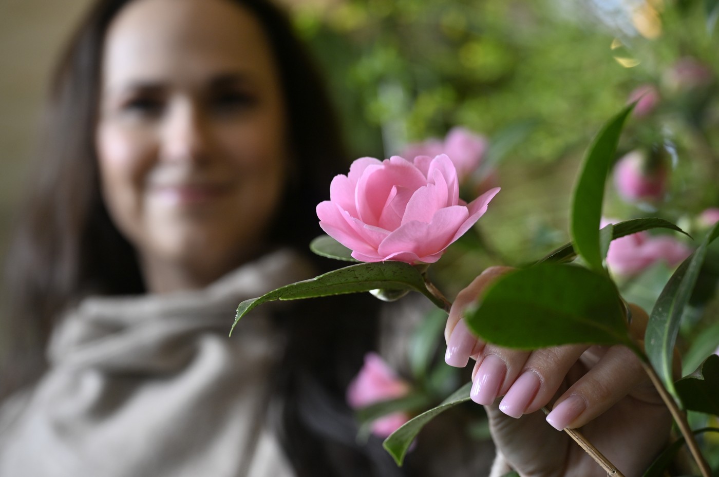 Skleník v Květné zahradě v Kroměříži po roce znovu zdobí rozkvetlé kamélie