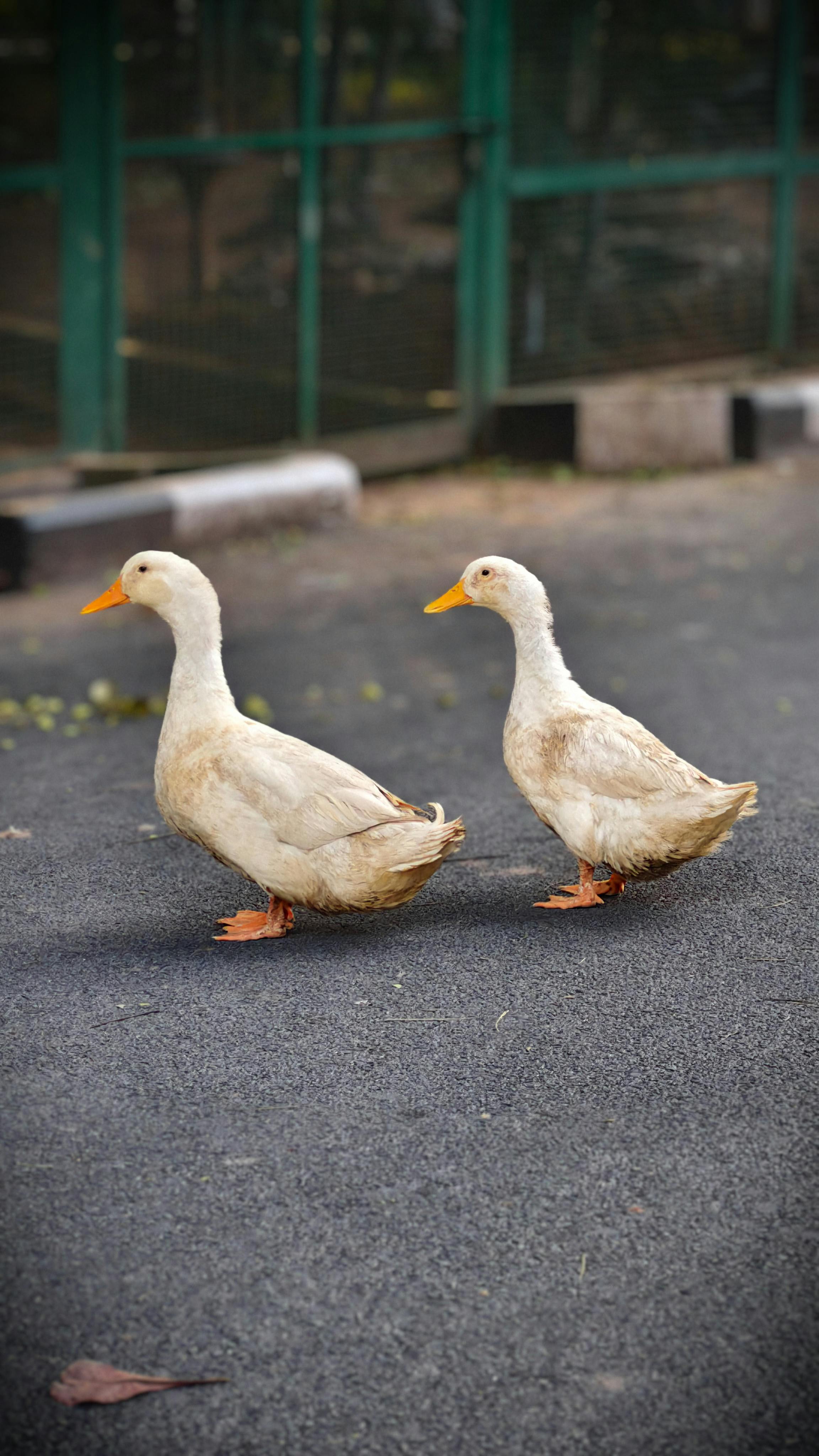 Na Nymbursku je deváté ohnisko ptačí chřipky, v chovu je přes 8000 kachen