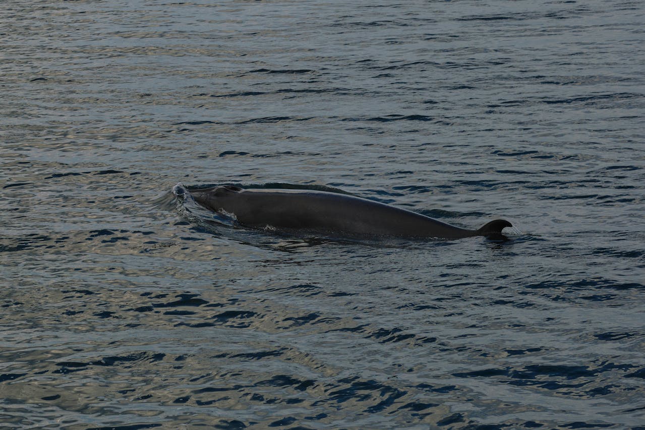 Zachraňte Timmyho! Speciální nákladní člun míří k uvízlé velrybě – záchrana může přijít už dnes