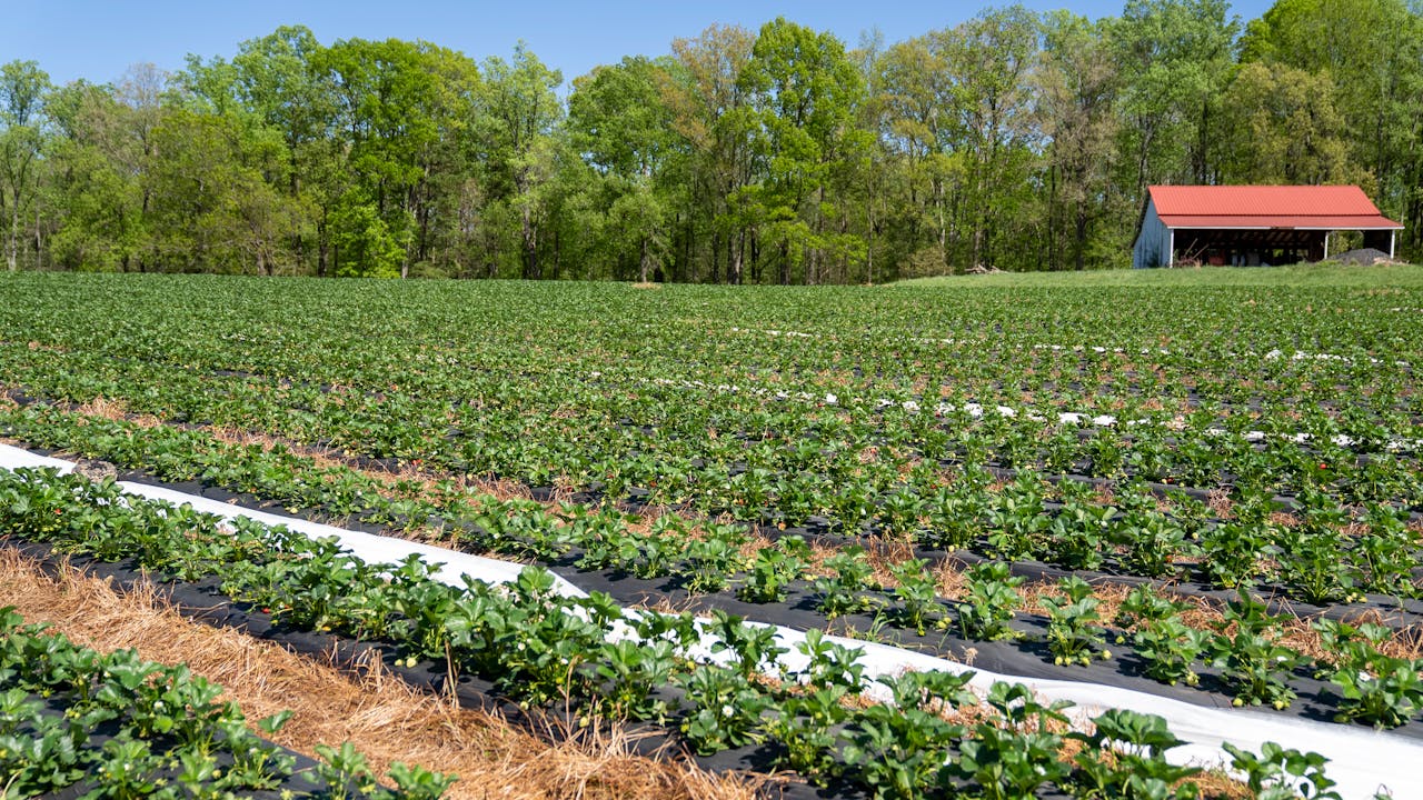 Jahody a chřest přežily mrazivou noc bez úhony. Pěstitelé ale zůstávají ve střehu