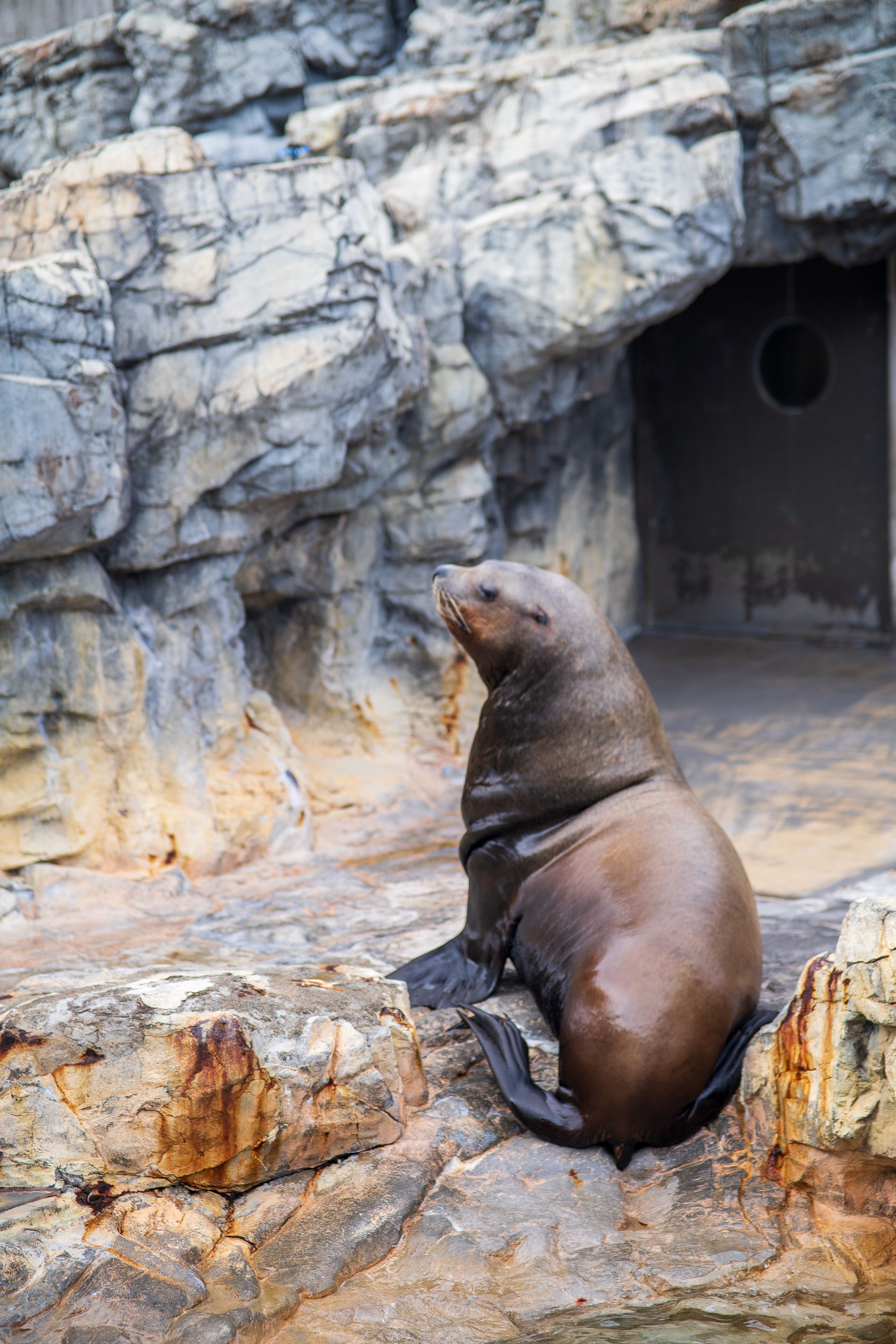 V liberecké zoo uhynul lachtan Hugo, v trávicím traktu měl hlavu panenky