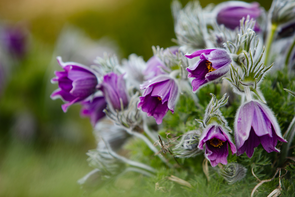 Nelehejte si mezi koniklece! Rezervace bojuje s návštěvníky