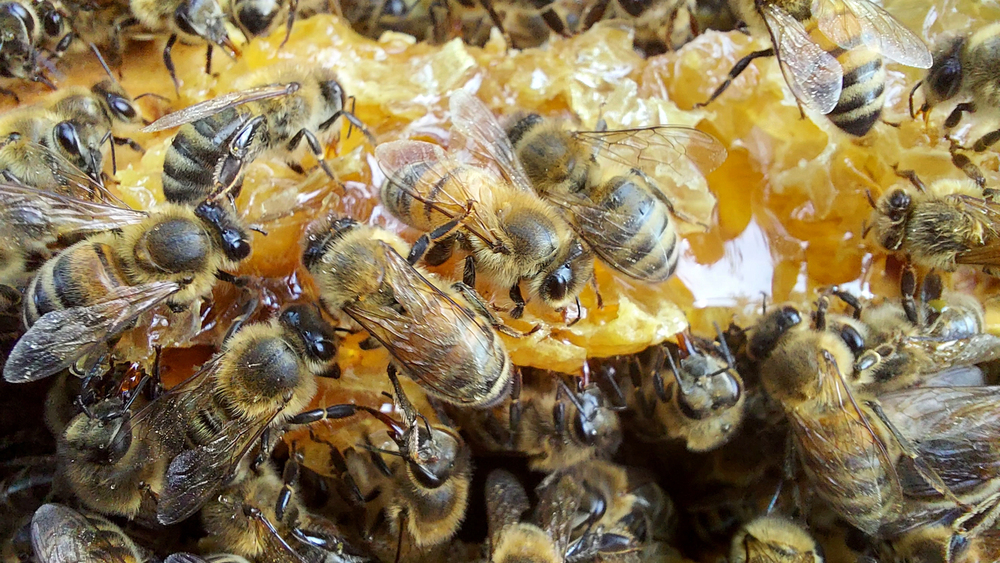 Mor včelího plodu ustupuje, hniloba naopak nabírá na síle