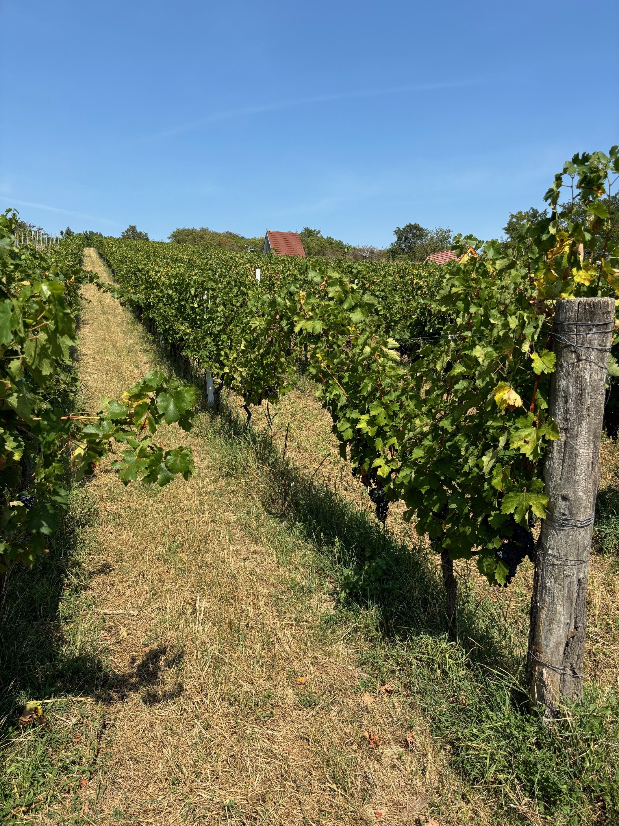 Rozsáhlá studie ukazuje, že druh alkoholu hraje roli