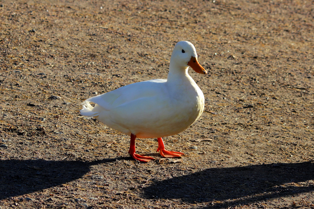 Na Nymbursku začne likvidace chovu kachen zasaženého ptačí chřipkou