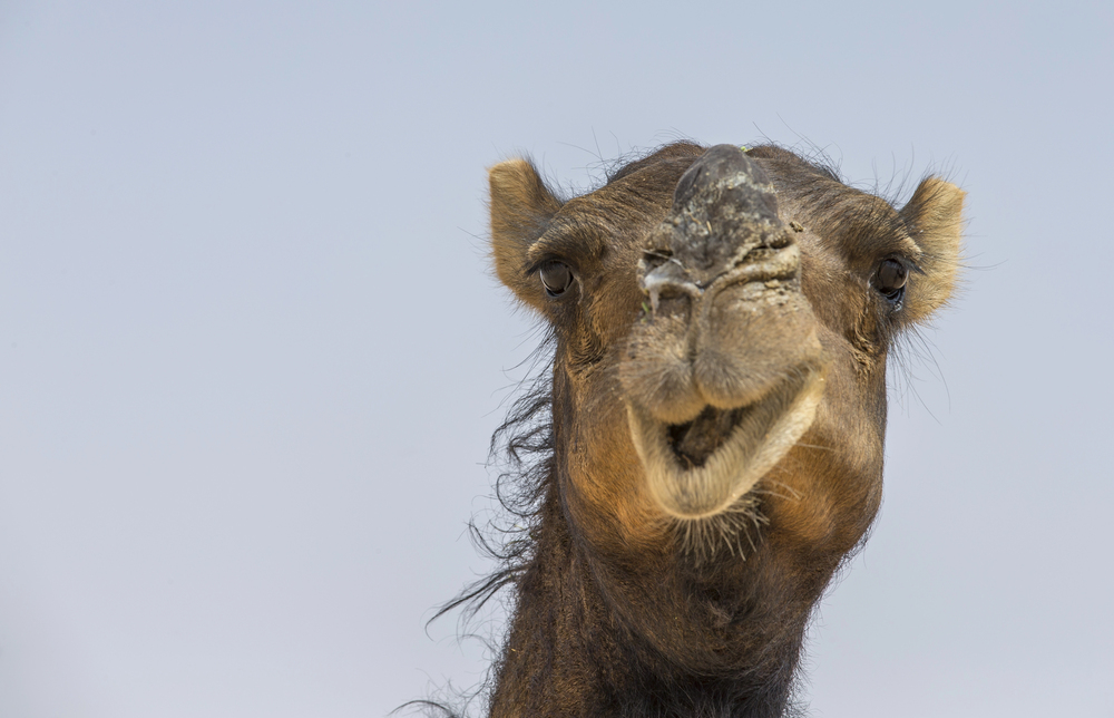 Velbloudi v Saúdské Arábii dostanou vlastní cestovní doklady