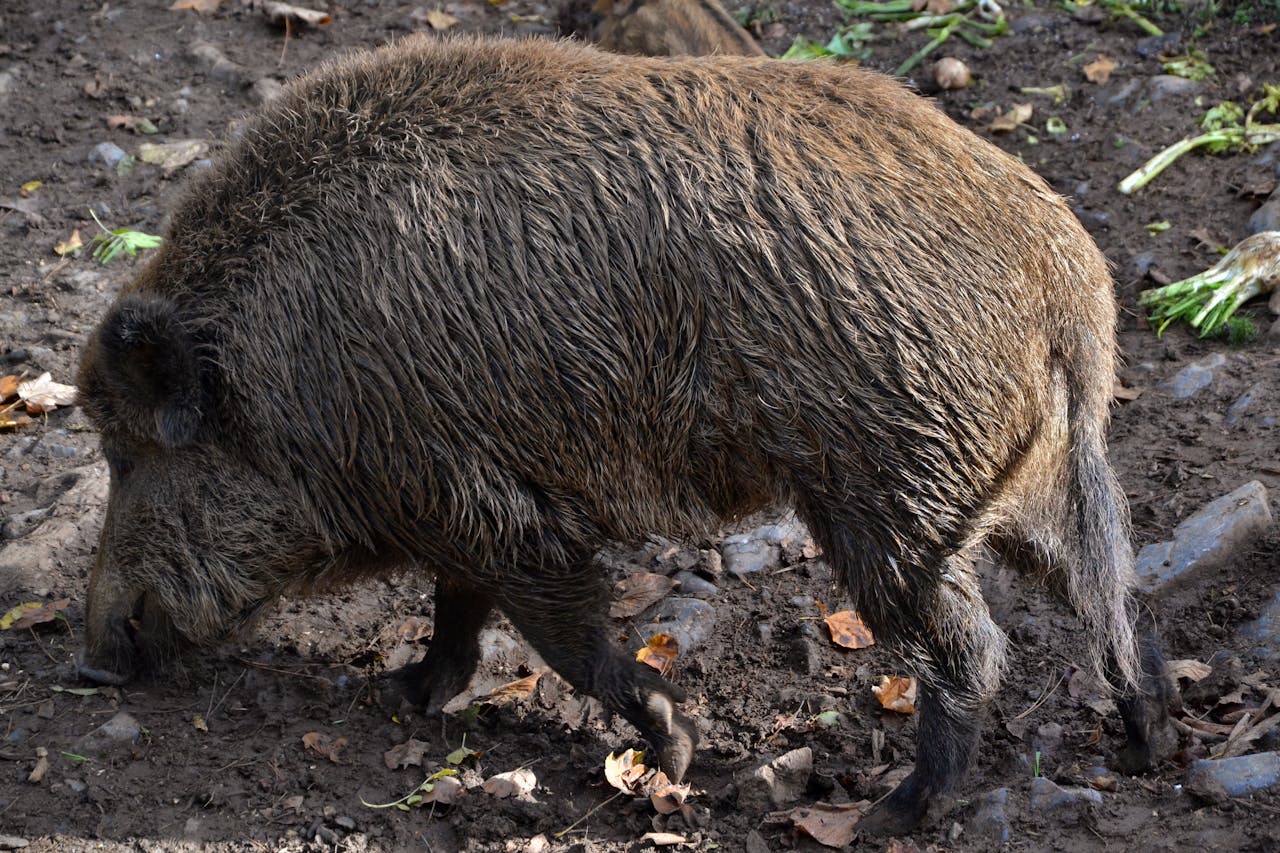 Svalovec v Česku podruhé za měsíc: parazit míří ze zahraničí, domácí zvěř zatím čistá