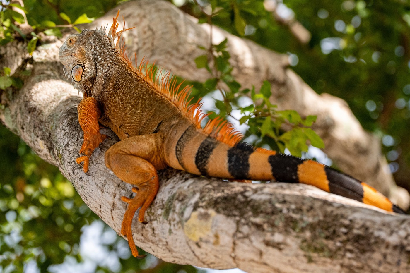 Jihovýchod USA sužuje mráz a sníh. Ze stromů padají zmrzlí leguáni