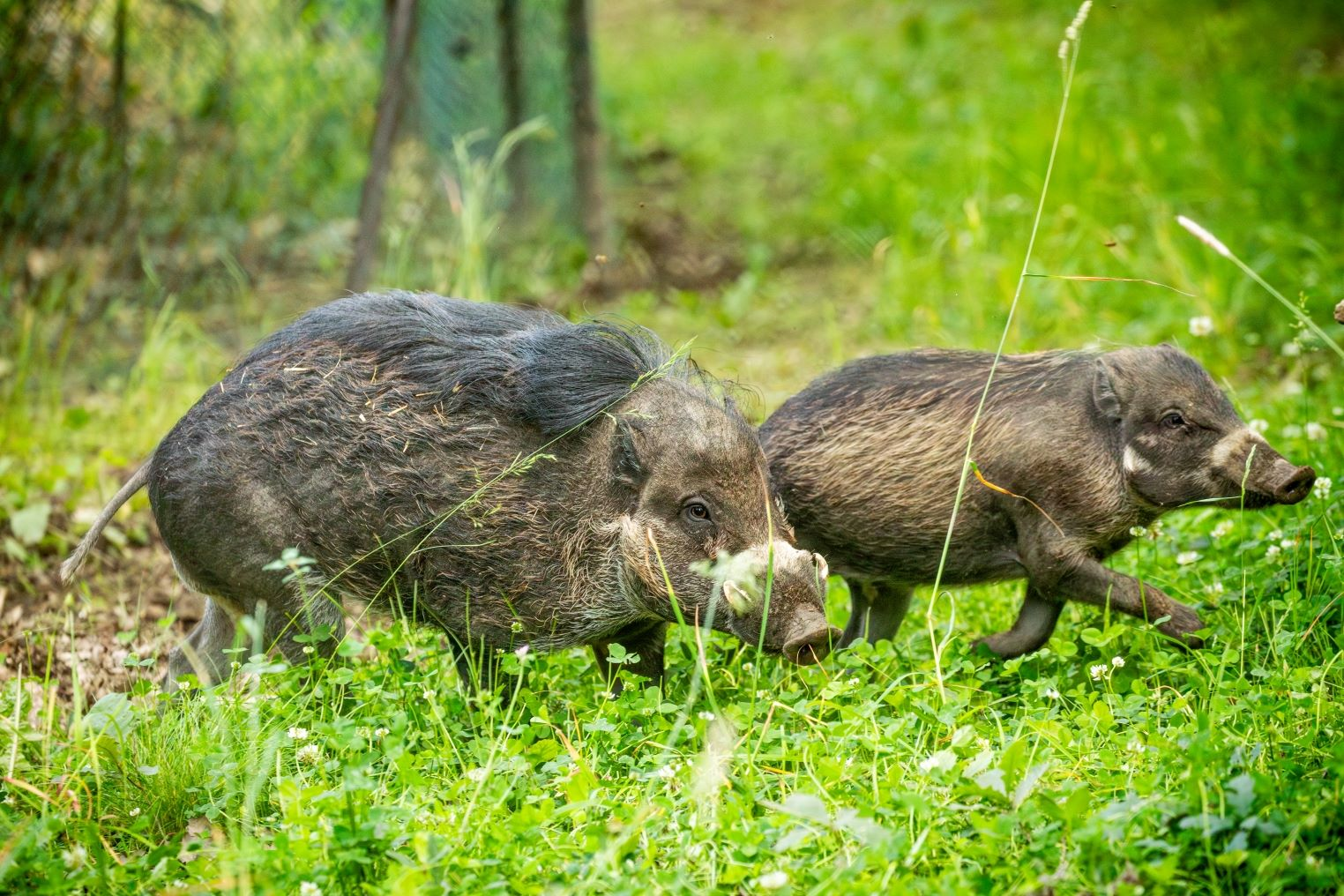 Chcete vidět vzácná filipínská zvířata? Zoo Ostrava jim otevřela nový výběh