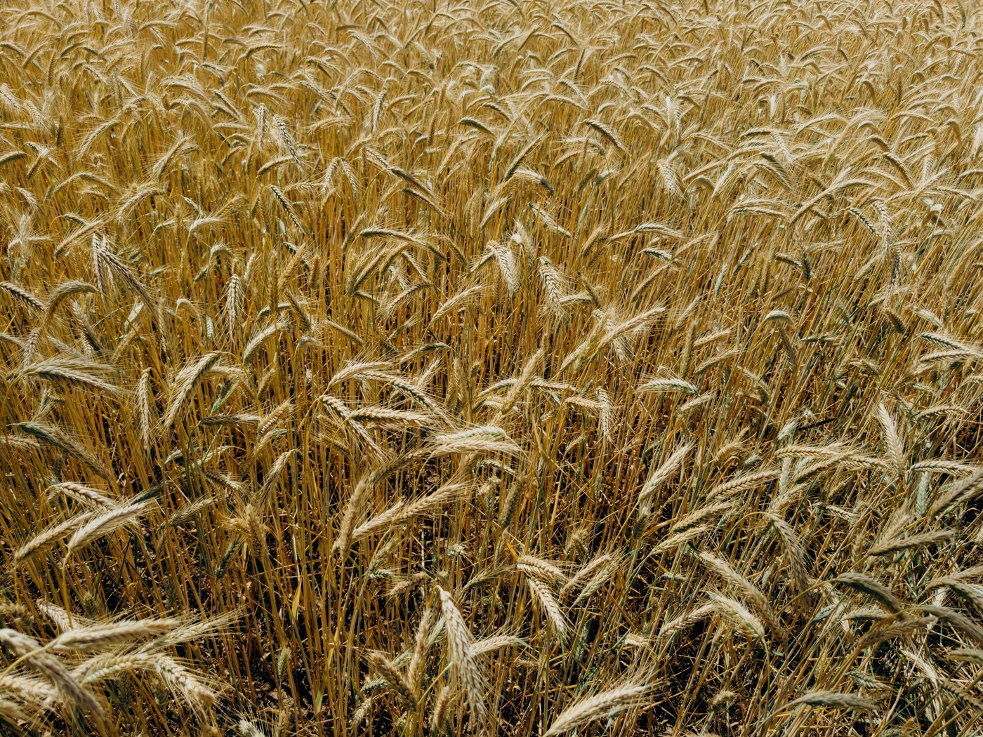 Ukrajina protestuje proti ruským lodím s ukradeným obilím v Izraeli