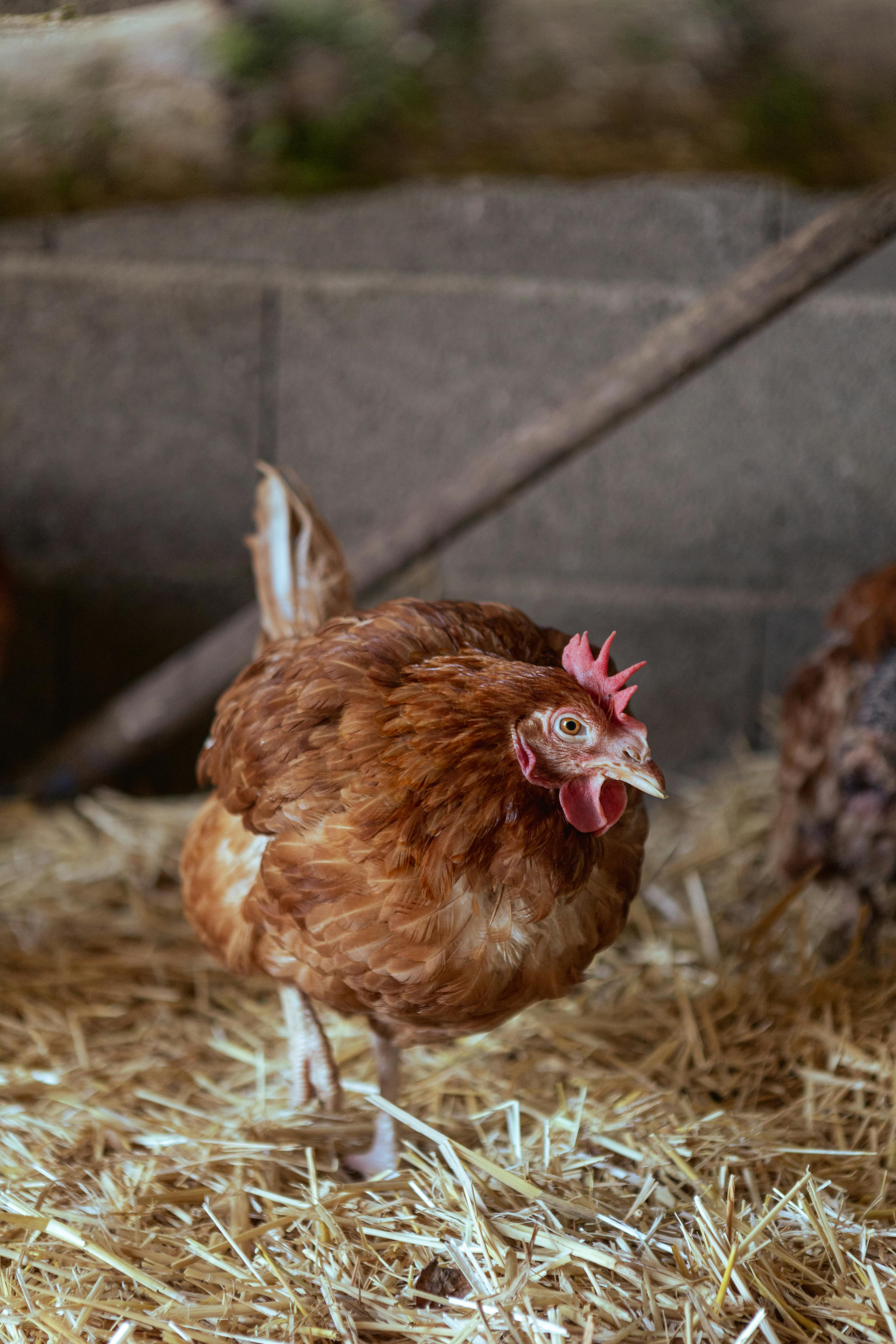 Na Královéhradecku je ptačí chřipka v chovu s 230.000 nosnic, největším za roky