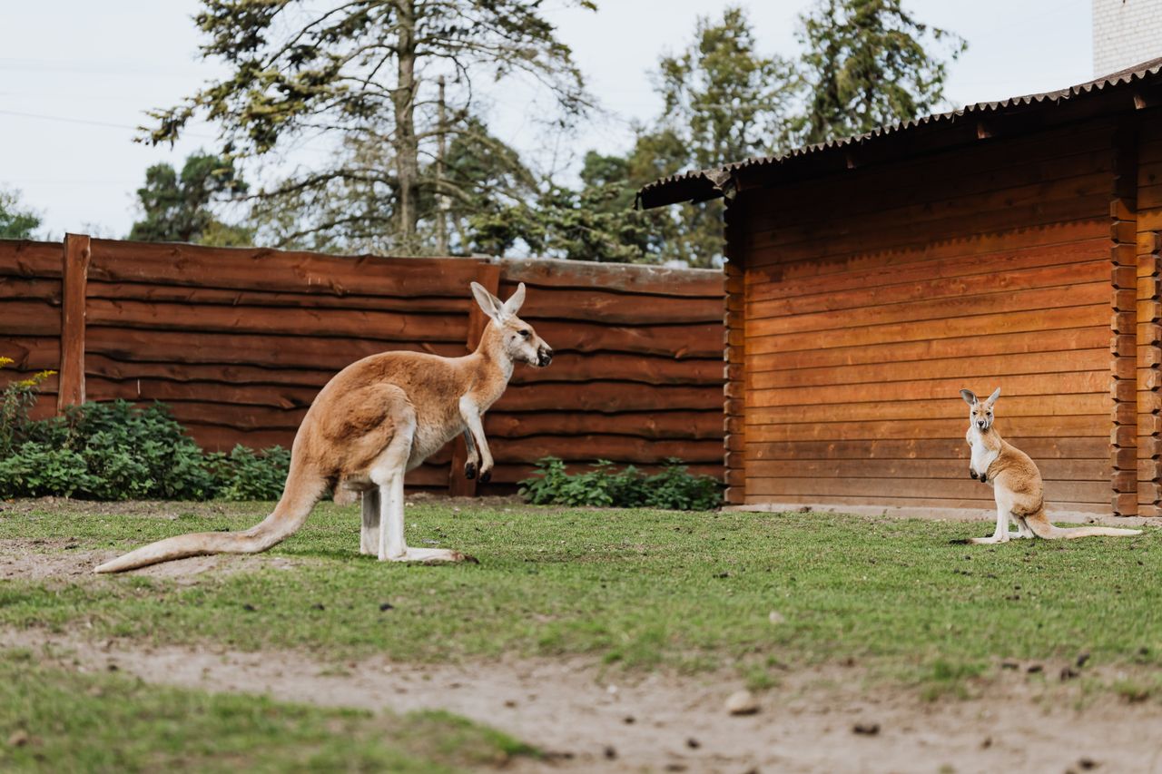 Plzeňská zoo v šoku: klokan obrovský těžce zranil ošetřovatelku při krmení