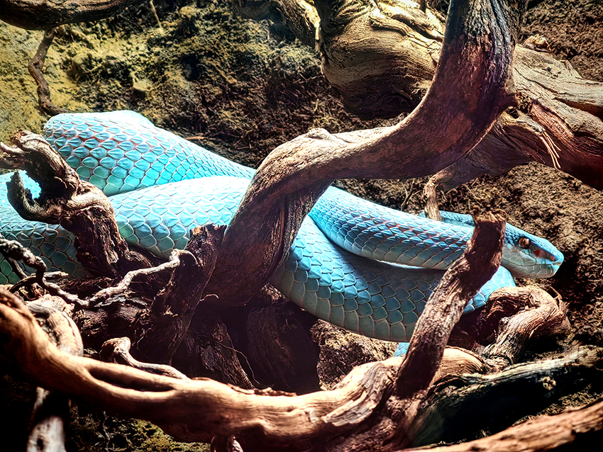 Roman Honců: Had není slizký ani zákeřný