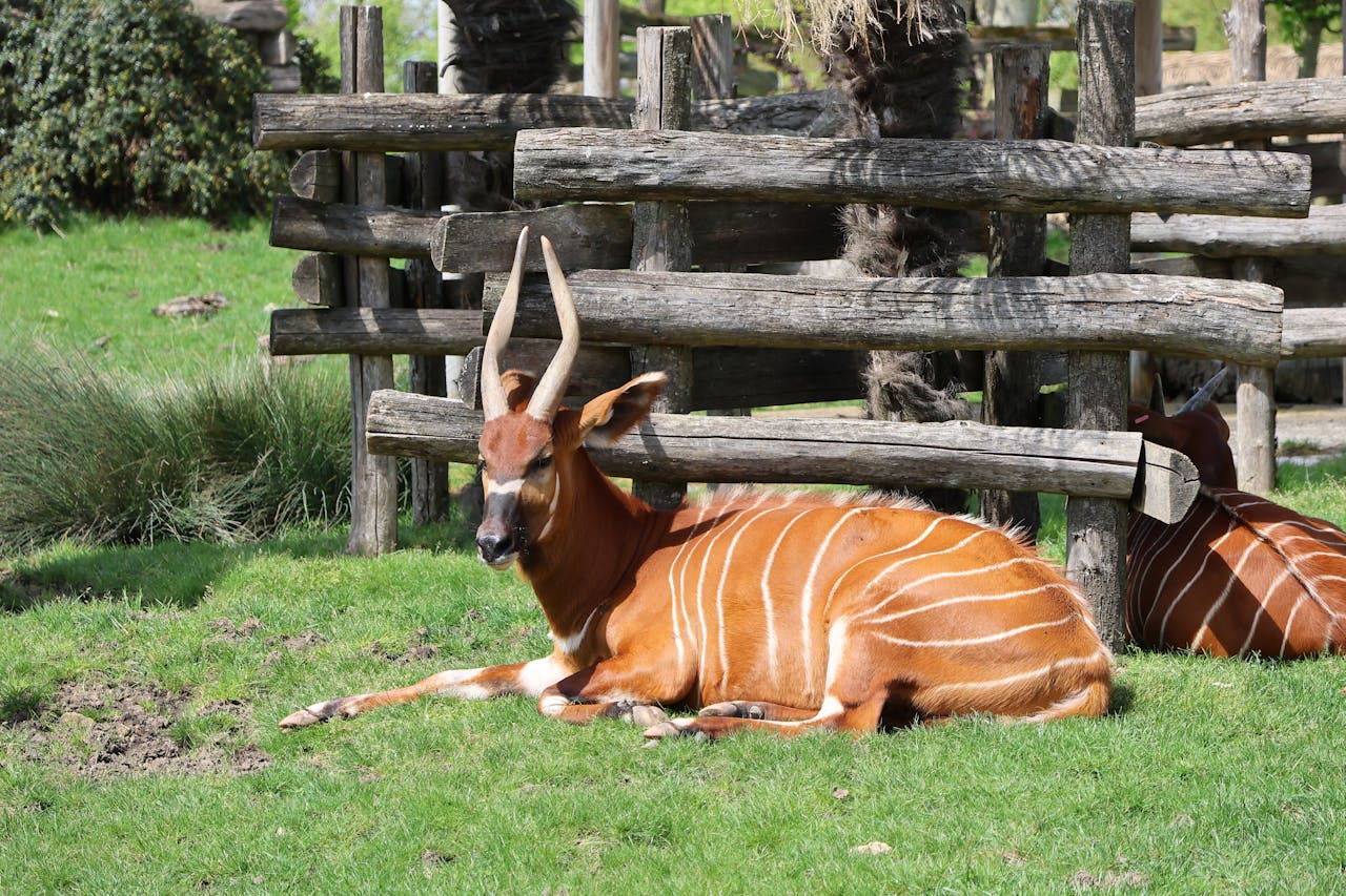 Záchranná mise bongů: geneticky cenní samci odletí do Keni 