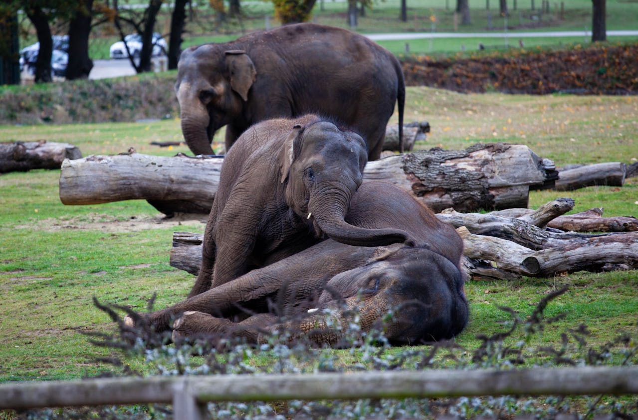 Slonice Ulu uhynula po útoku samce Jacka. Zoo případ vyšetřuje a oblast znovu otevírá