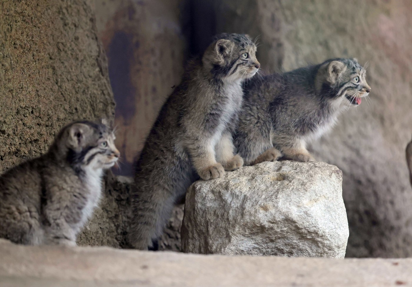 Nejmrzutější kočky světa rostou v Japonsku: ZOO ukázala roztomilá mláďata manulů