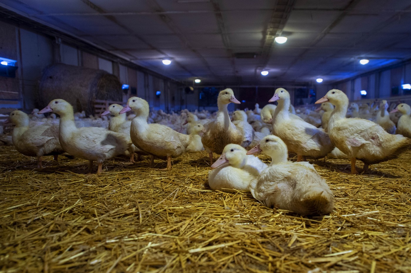 Na Hradecku začne vybíjení chovu kachen zasaženého ptačí chřipkou