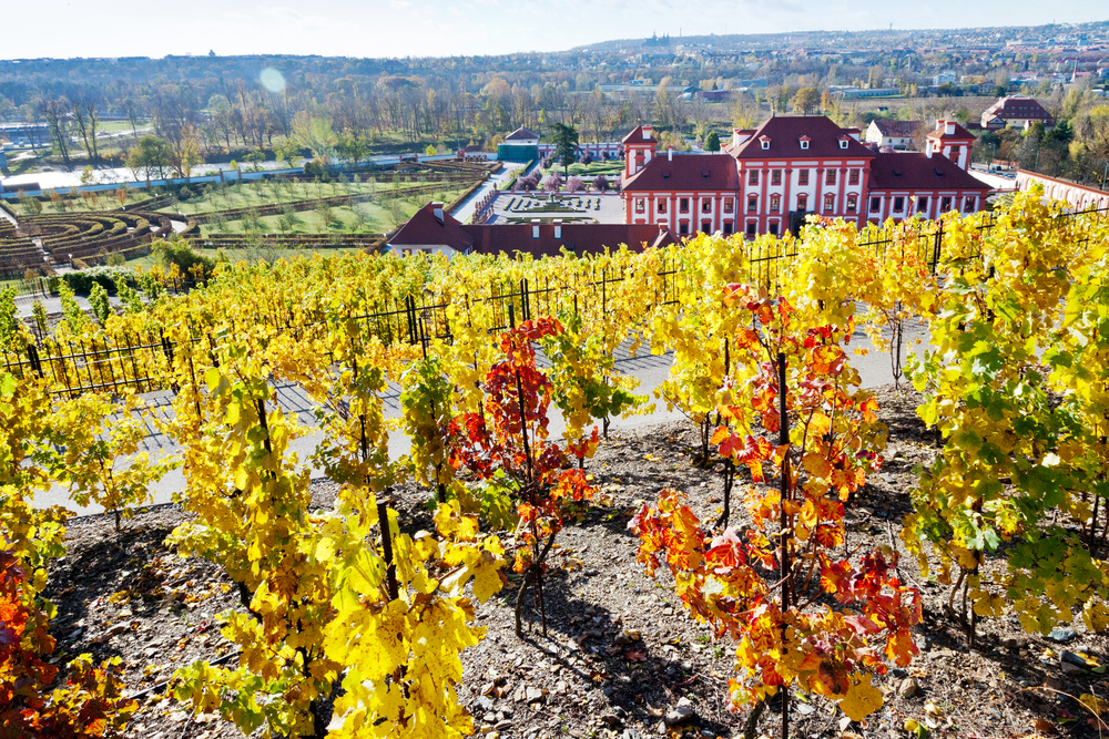 Pražské vinice ožijí: degustace, prohlídky i přednáška zdarma