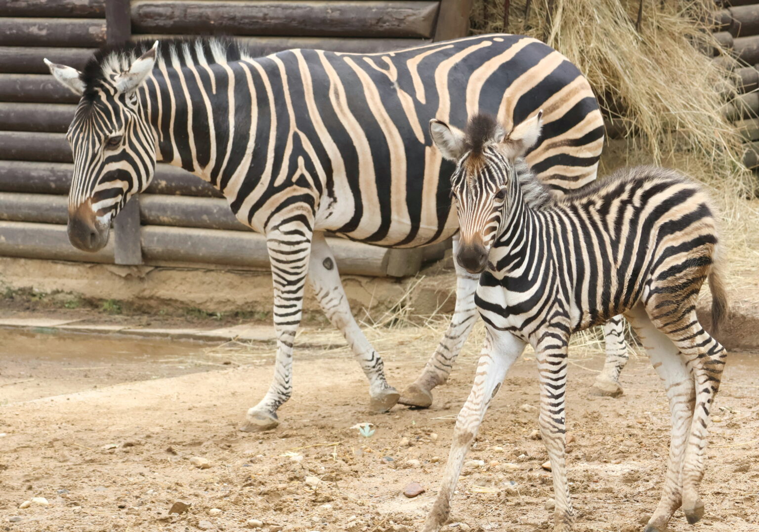 Zeber Stádo zeber Chapmanových v hodonínské zoo se rozrostlo na pět | Týden.cz