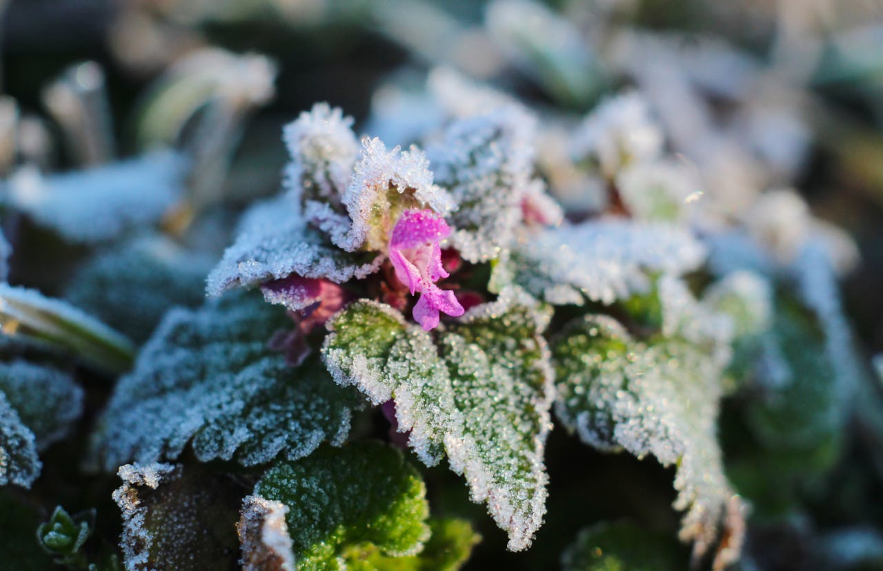  Teploty na jihu Čech dnes ráno klesly pod minus 10 stupňů Celsia