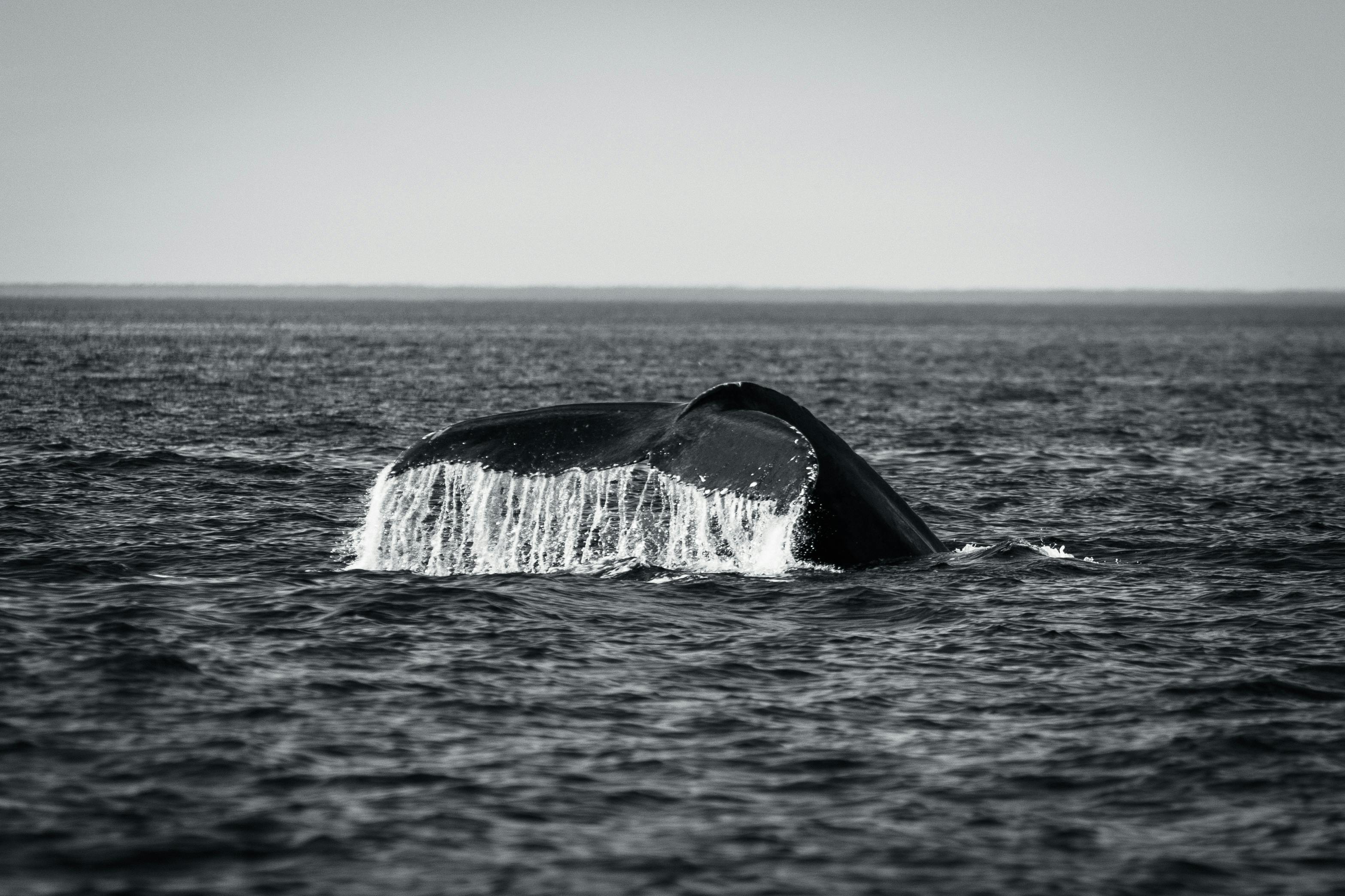 Velryba v Baltském moři na severu Německa znovu uvízla na mělčině