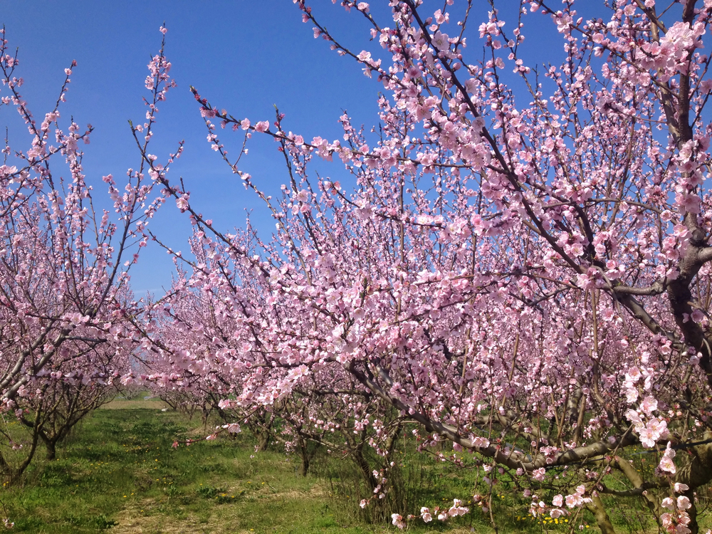 Mrazy zasáhly sady: broskvoně a třešně utrpěly, meruňky obstály