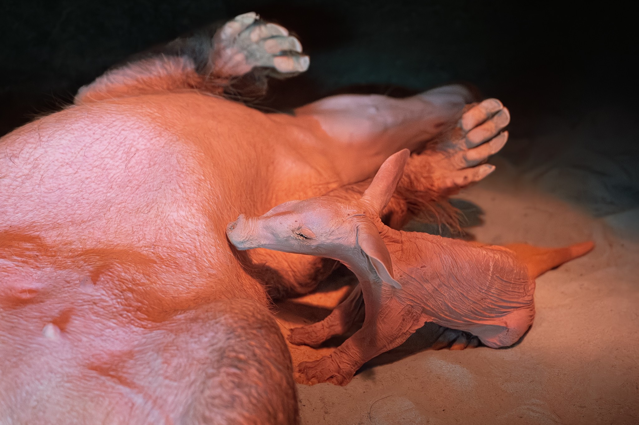 Safari Park Dvůr Králové má po více než dvou letech mládě hrabáče kapského