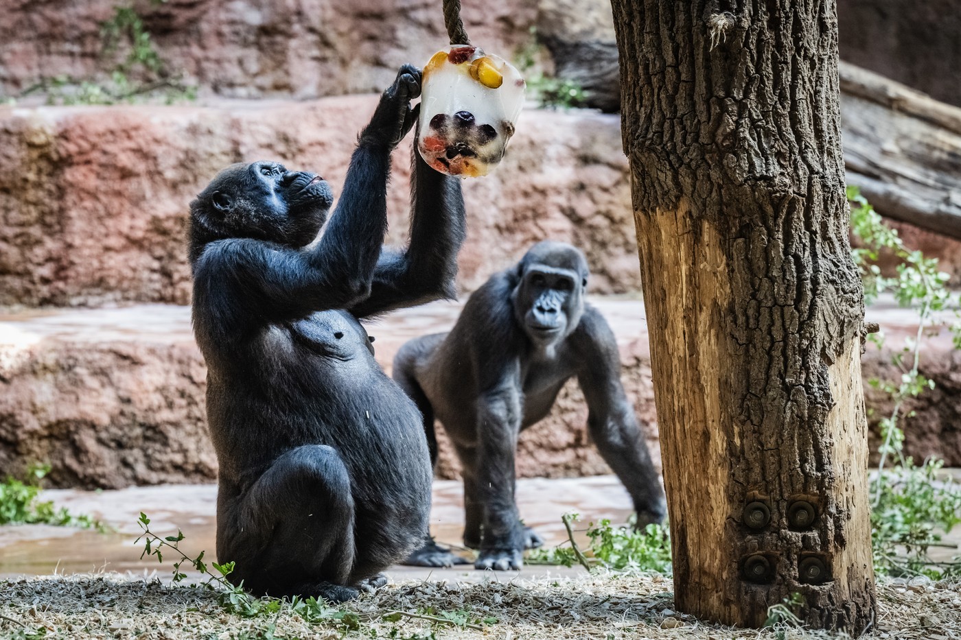Ledové dny v ZOO v Tróji. Led medvědům i papouškům, zmrzliny gorilám