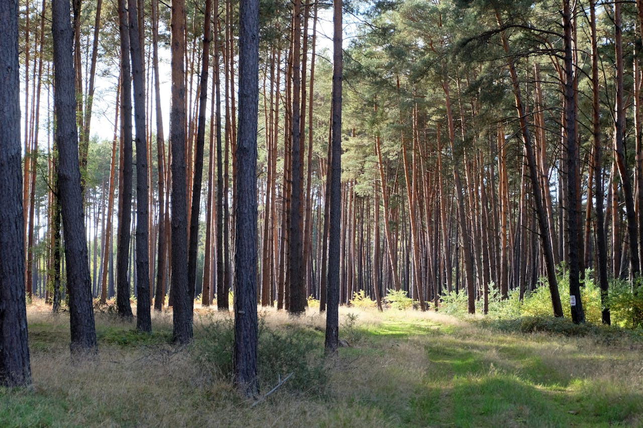 Obnova přírody podle EU vyjde české lesy draho, žádají kompenzace