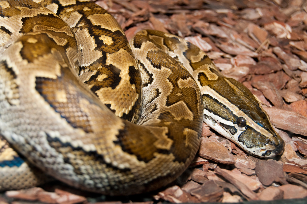 Do Noční Tanganiky v ostravské zoo se vrátil největší africký had
