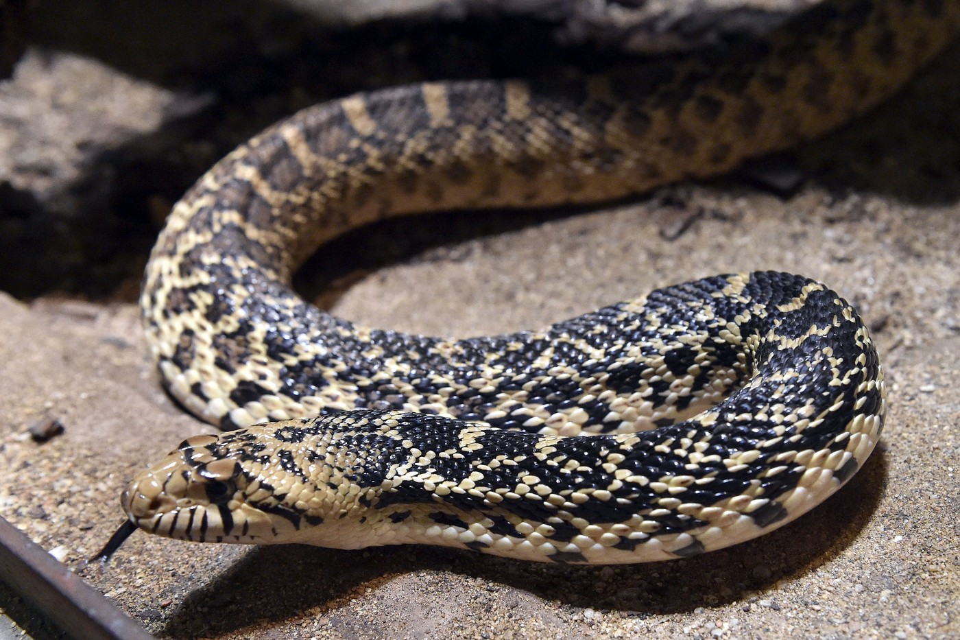 Had, který syčí jako chřestýš. Brněnská zoo slaví vzácný chovatelský úspěch