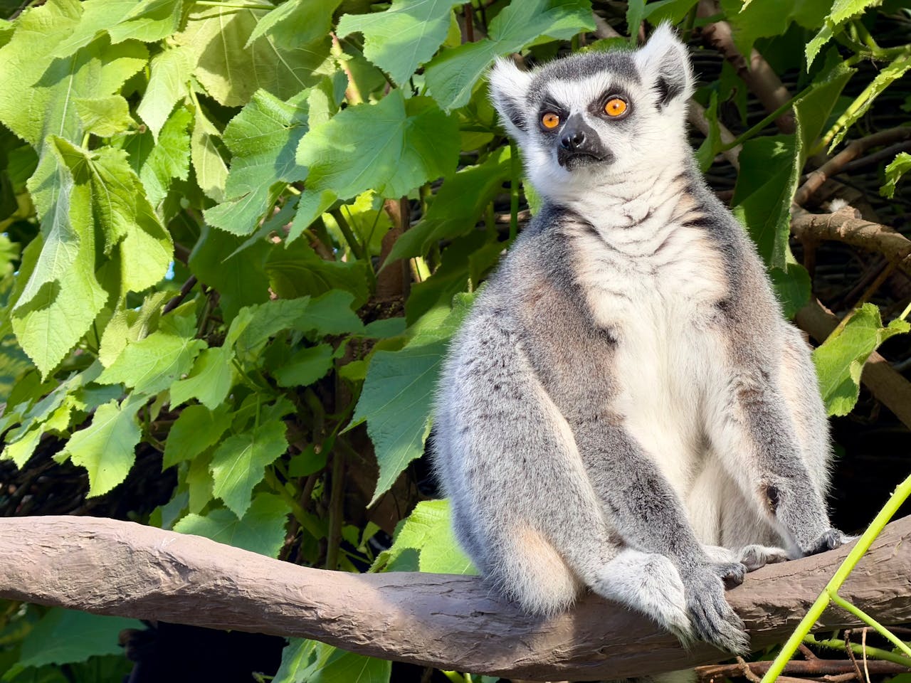 Týden na svobodě: lemur z ostravské zoo skončil na třešni