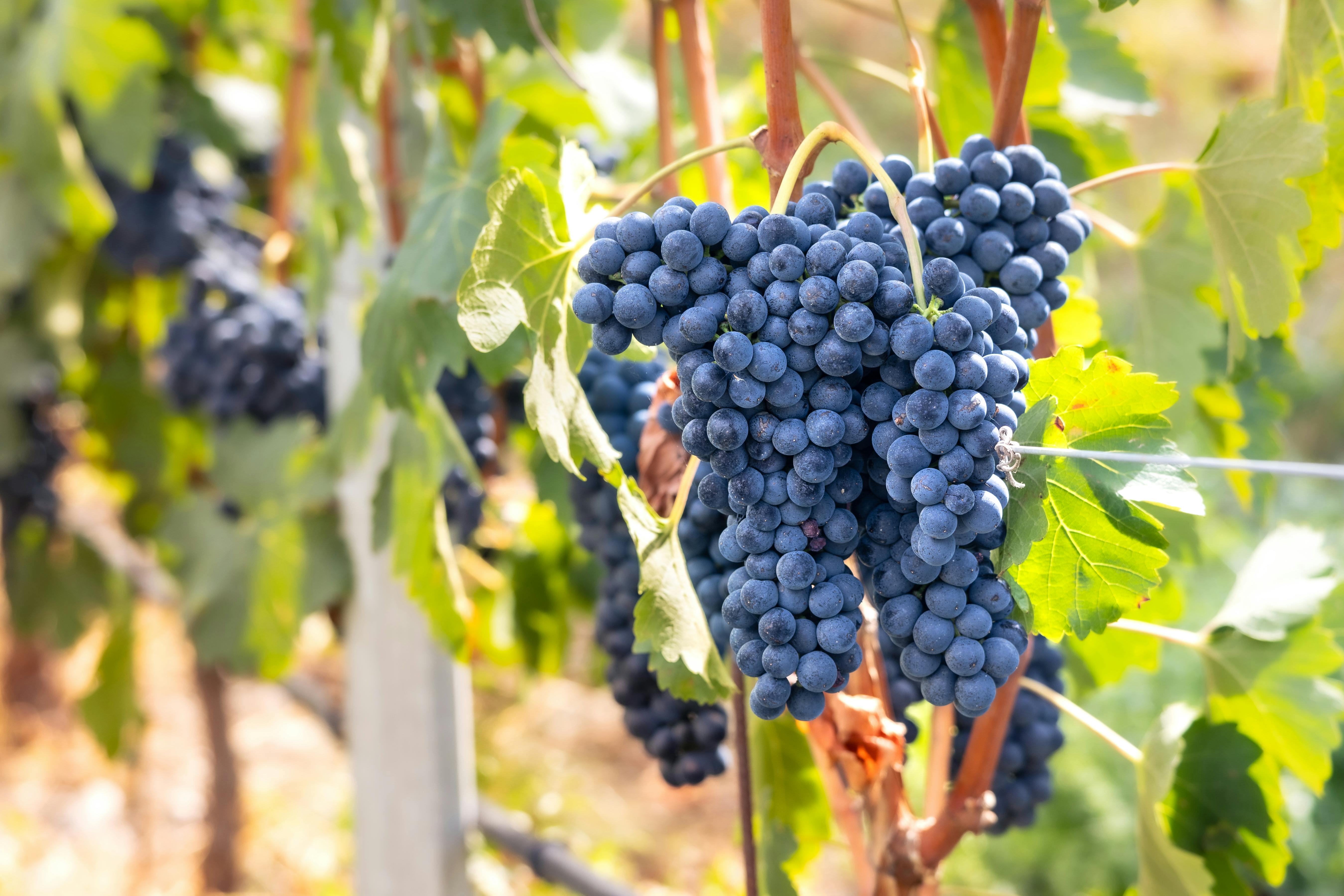 Velcí pěstitelé révy vinné dávají přednost proměně vinohradů před rozšiřováním