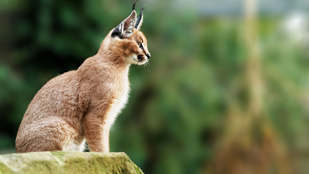 V pražské zoo se narodili karakalové, návštěvníci už je mohou vidět