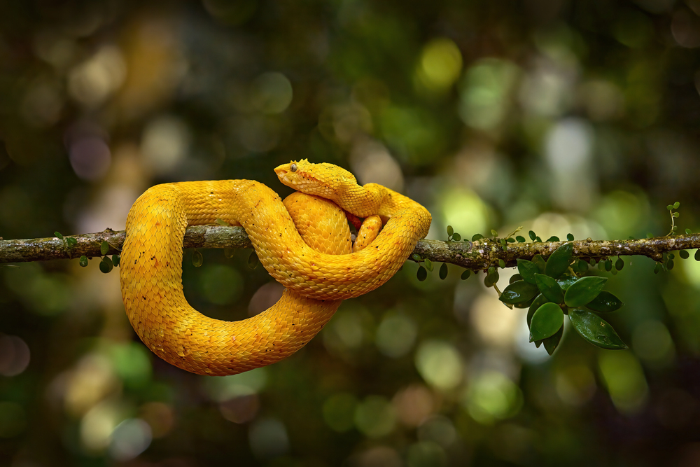 V Zoo Praha se narodilo pět mláďat jedovatých hadů křovinářů ostnitých