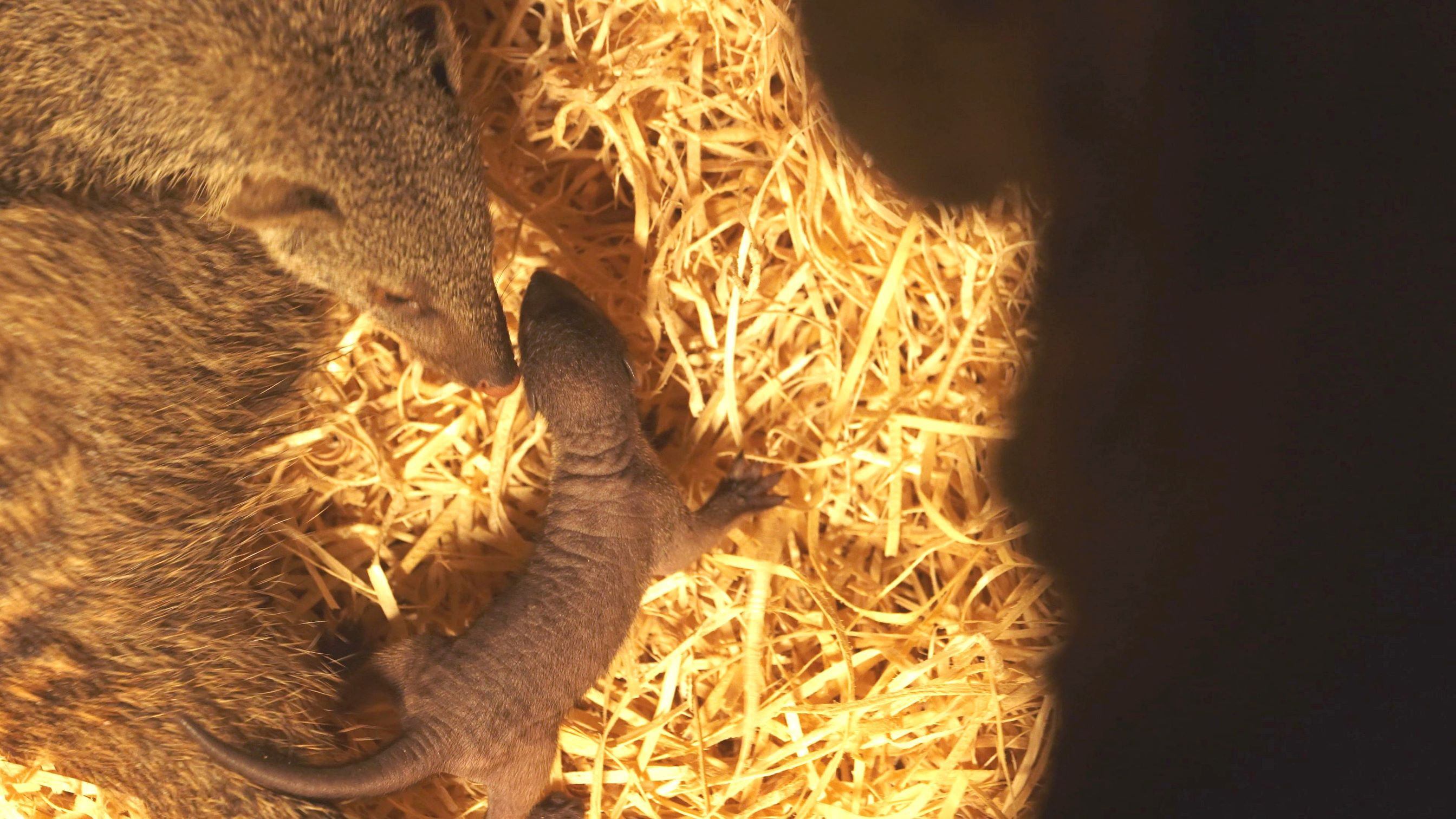 Ostravská zoo má novou pětici: poprvé odchovává mangusty žíhané