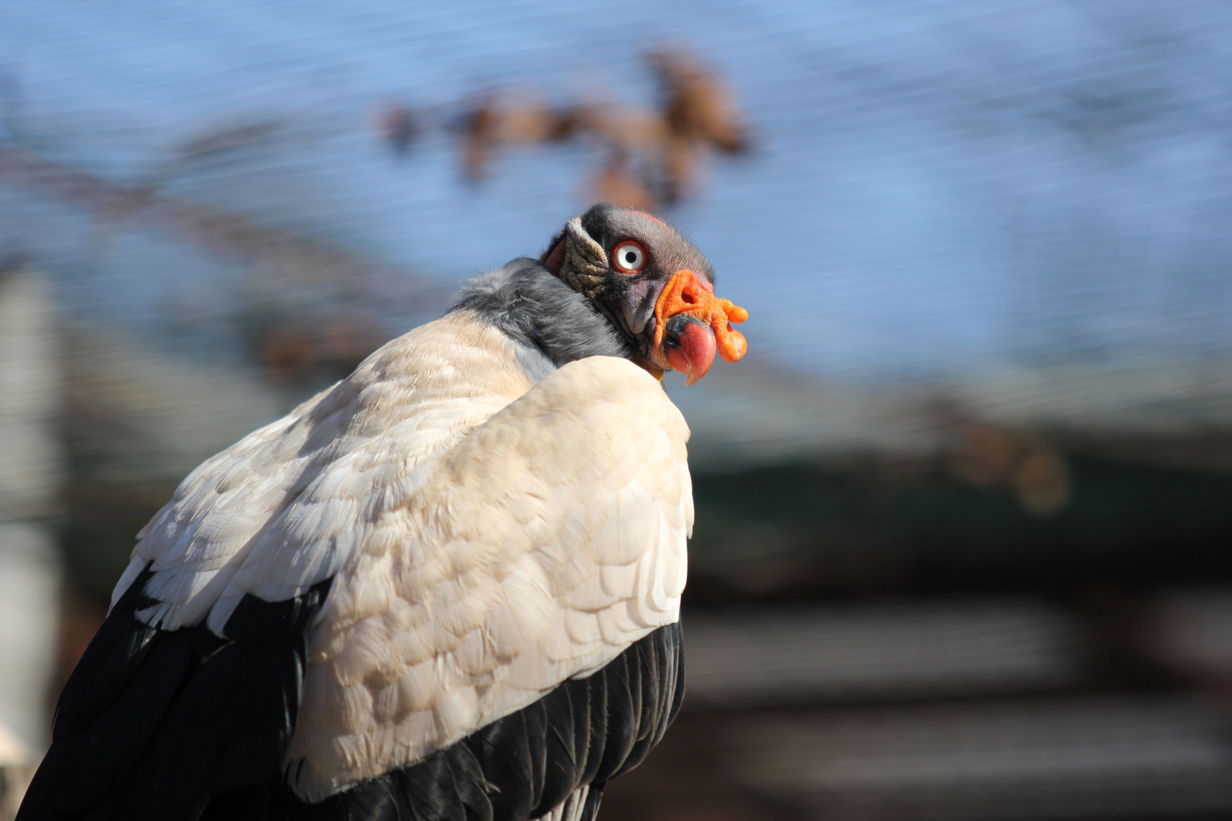 Pár kondorů královských pečuje v ostravské zoologické zahradě o své sedmé mládě