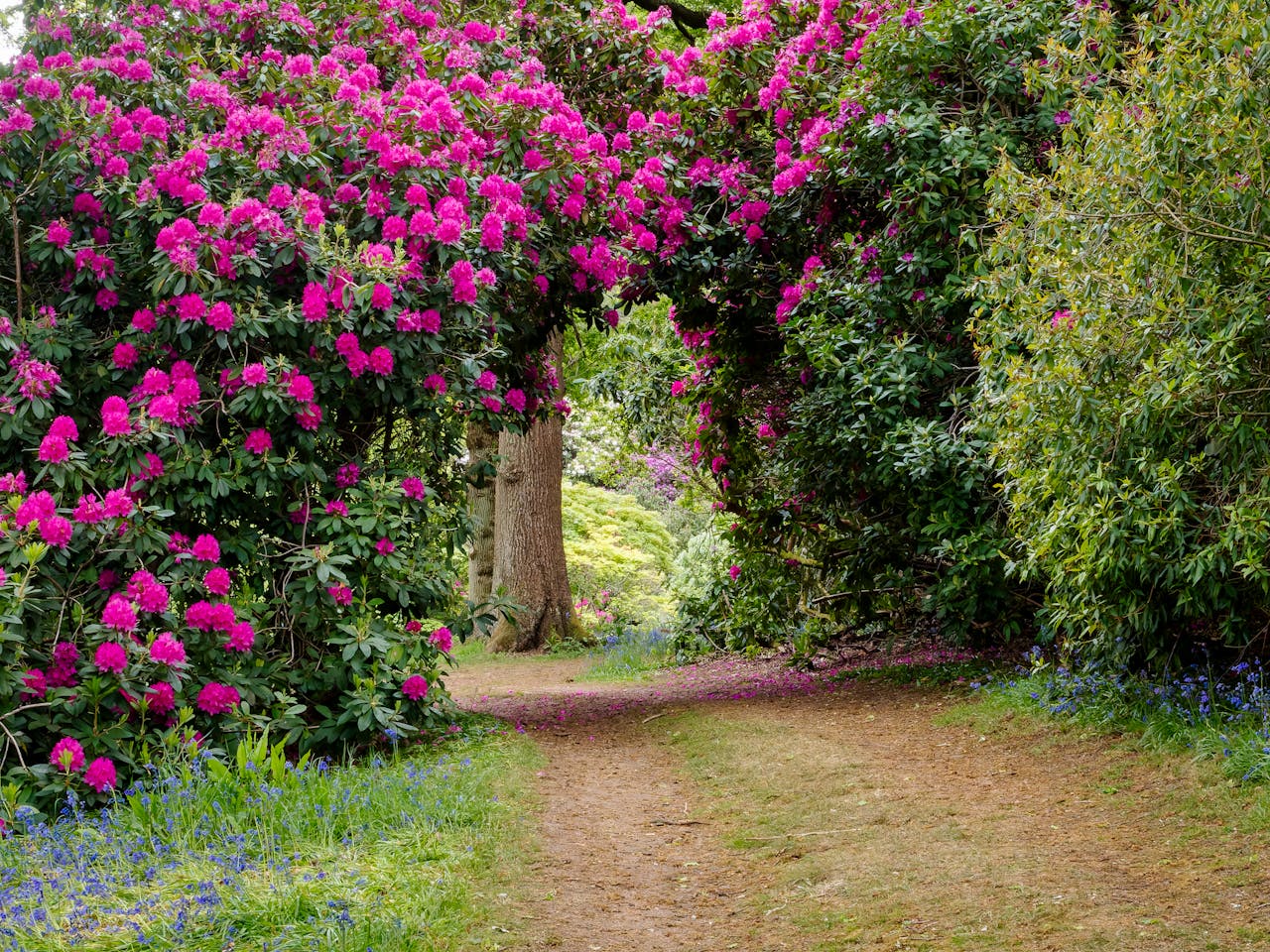 Ostravská zoo láká na tisíce rozkvetlých rododendronů a azalek