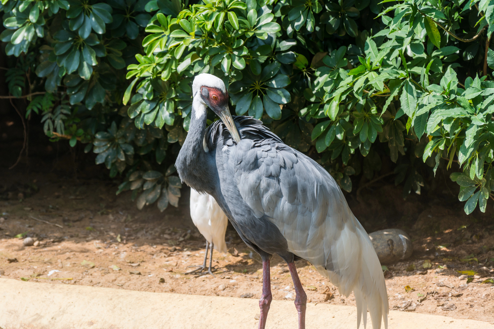 Hon na „divného ptáka“: Brněnská zoo nestíhá řešit hlášení o uprchlém jeřábovi