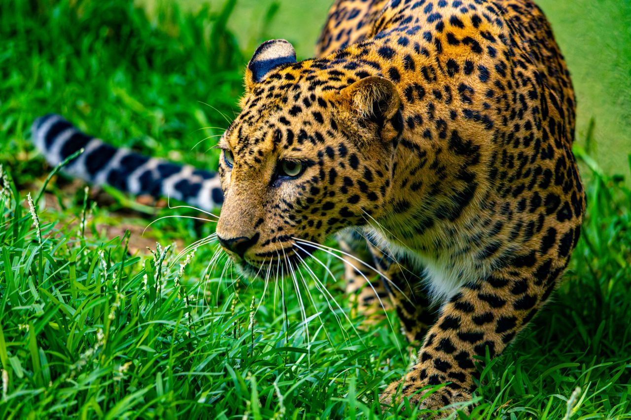Pomozte levhartům a lvům v ostravské zoo: Zahrada spustila sbírku na nové expozice