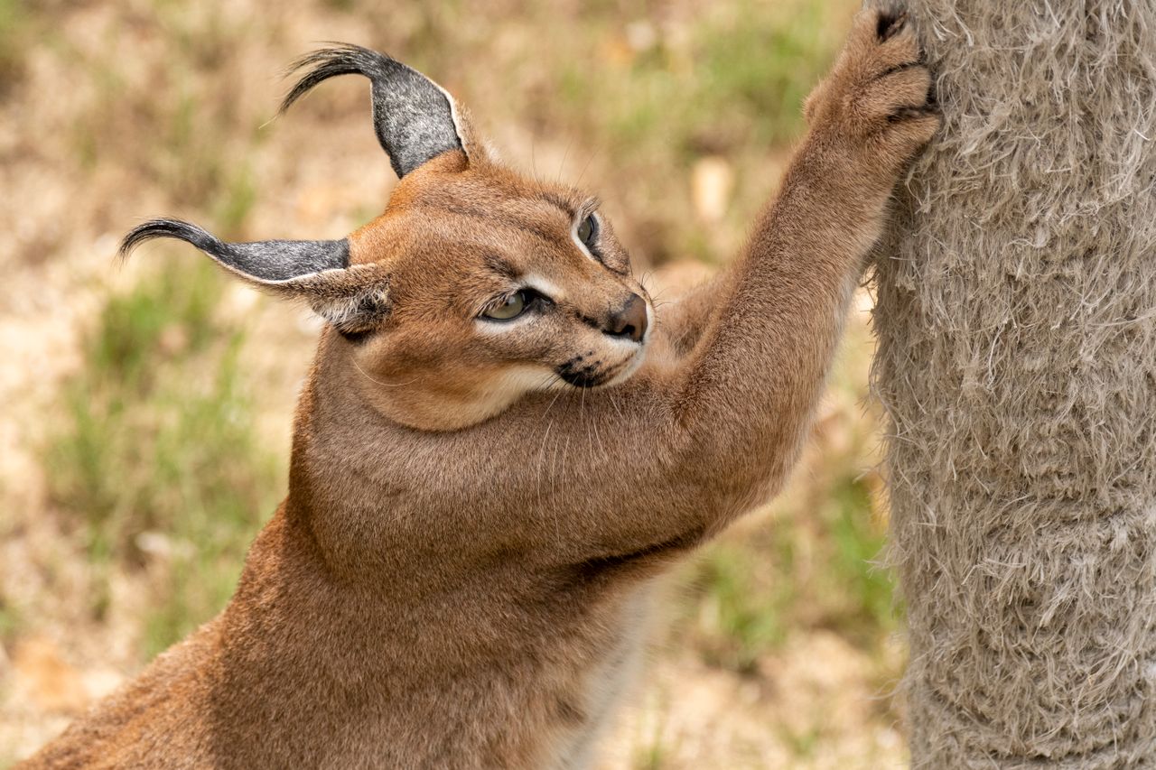 Nová pýcha jihlavské zoo: pouštním kočkám a karakalům dopřáli slunné venkovní výběhy